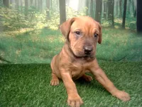 Jewel, a female German Shepherd Dog and Labrador Retriever for sale in Leo, IN – 1 of 5
