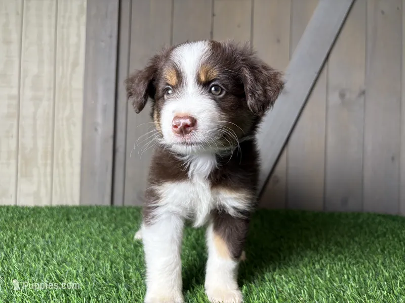 Honey – Miniature Australian Shepherd puppy for sale in Leo, IN