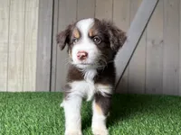 Honey, a female Miniature Australian Shepherd for sale in Leo, IN – 1 of 4