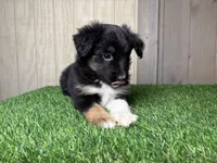 Holly, a female Miniature Australian Shepherd for sale in Leo, IN – 2 of 4