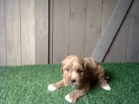Ranger, a male Cavapoo for sale in Leo, IN – 2 of 5