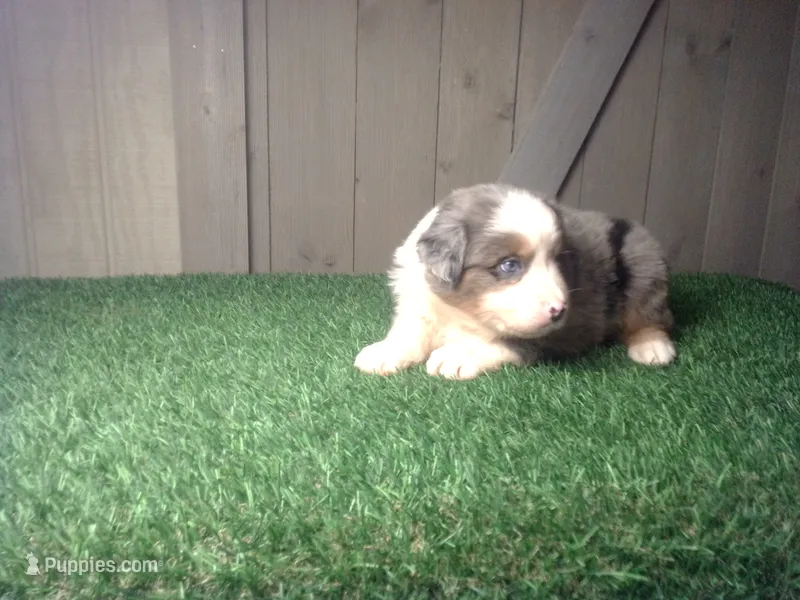 Rosie  – Australian Shepherd puppy for sale in Leo, IN