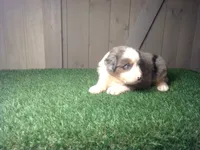 Rosie , a female Australian Shepherd for sale in Leo, IN – 1 of 7