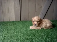 Rosie, a female Cavapoo for sale in Leo, IN – 2 of 4