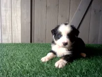 Riley, a female Australian Shepherd for sale in Leo, IN – 3 of 4