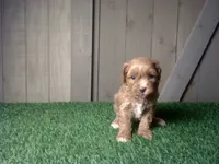 Raven, a female Cavapoo for sale in Leo, IN – 3 of 5