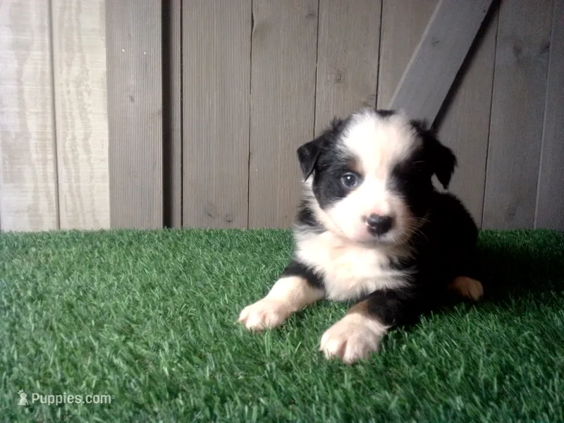 Riley – Australian Shepherd puppy for sale in Leo, IN