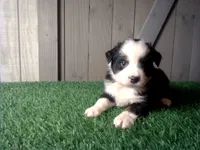 Riley, a female Australian Shepherd for sale in Leo, IN – 1 of 4