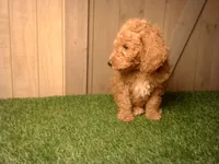 Milo, a male Goldendoodle for sale in Leo, IN – 4 of 7
