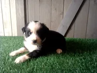 Riley, a female Australian Shepherd for sale in Leo, IN – 4 of 4