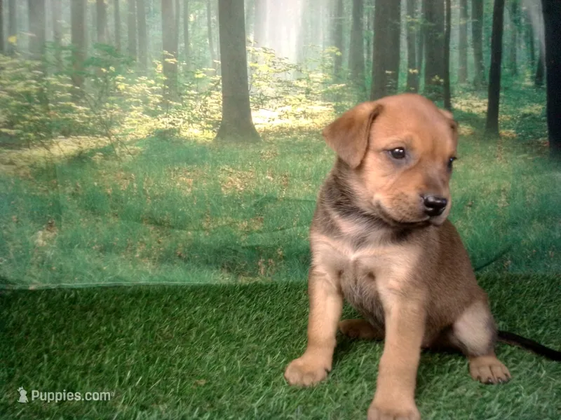 Jade – German Shepherd Dog, Labrador Retriever puppy for sale in Leo, IN