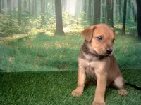 Jade, a female German Shepherd Dog and Labrador Retriever for sale in Leo, IN – 1 of 4