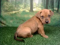 Jessie, a female German Shepherd Dog and Labrador Retriever for sale in Leo, IN – 3 of 3