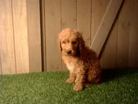 Milo, a male Goldendoodle for sale in Leo, IN – 6 of 7