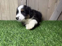 Hudson, a male Miniature Australian Shepherd for sale in Leo, IN – 4 of 4