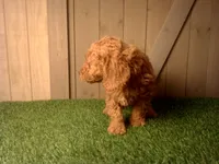 Murphy, a male Goldendoodle for sale in Leo, IN – 7 of 7