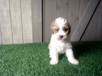 Ryder, a male Cavapoo for sale in Leo, IN – 5 of 9