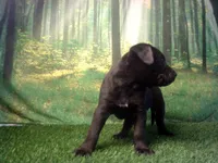 Jace, a male German Shepherd Dog and Labrador Retriever for sale in Leo, IN – 2 of 6