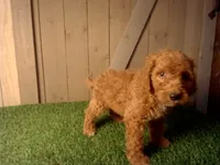 Mateo, a male Goldendoodle for sale in Leo, IN – 5 of 7
