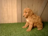 Moe, a male Goldendoodle for sale in Leo, IN – 5 of 6