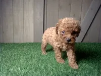 Riley, a female Cavapoo for sale in Leo, IN – 3 of 5