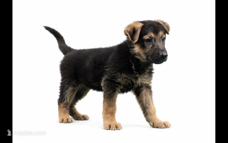 Zara – German Shepherd Dog puppy for sale in Leo, IN