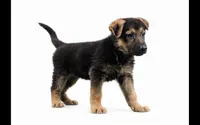 Zara, a female German Shepherd Dog for sale in Leo, IN – 1 of 1