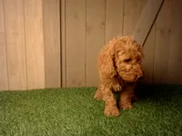 Murphy, a male Goldendoodle for sale in Leo, IN – 3 of 7
