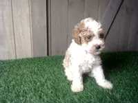 Ryder, a male Cavapoo for sale in Leo, IN – 7 of 9