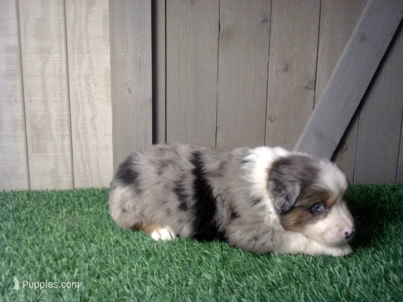Ryder – Australian Shepherd puppy for sale in Leo, IN