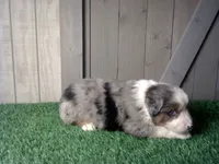 Ryder, a male Australian Shepherd for sale in Leo, IN – 1 of 4