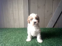 Ryder, a male Cavapoo for sale in Leo, IN – 3 of 9
