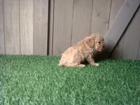 Rosie, a female Cavapoo for sale in Leo, IN – 4 of 4
