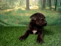 Jett, a male German Shepherd Dog and Labrador Retriever for sale in Leo, IN – 5 of 5