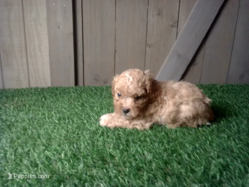 Rosie – Cavapoo puppy for sale in Leo, IN
