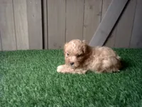 Rosie, a female Cavapoo for sale in Leo, IN – 1 of 4