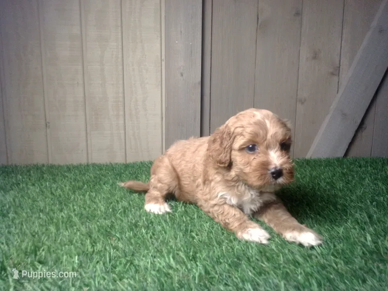 Ranger – Cavapoo puppy for sale in Leo, IN