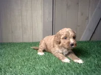 Ranger, a male Cavapoo for sale in Leo, IN – 1 of 5