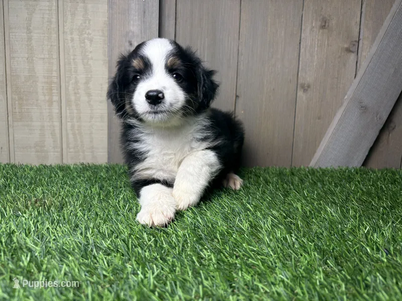 Hudson – Miniature Australian Shepherd puppy for sale in Leo, IN