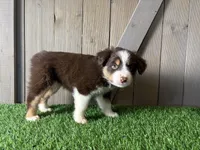 Honey, a female Miniature Australian Shepherd for sale in Leo, IN – 4 of 4
