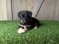 Hunter, a male Miniature Australian Shepherd for sale in Leo, IN – 4 of 4