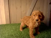 Mateo, a male Goldendoodle for sale in Leo, IN – 6 of 7