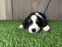 Hudson, a male Miniature Australian Shepherd for sale in Leo, IN – 2 of 4