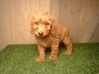 Murphy, a male Goldendoodle for sale in Leo, IN – 4 of 7