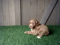 Raven, a female Cavapoo for sale in Leo, IN – 4 of 5