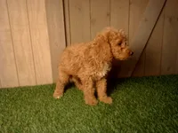 Mack, a male Goldendoodle for sale in Leo, IN – 2 of 4