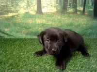 Jasper, a male German Shepherd Dog and Labrador Retriever for sale in Leo, IN – 3 of 5