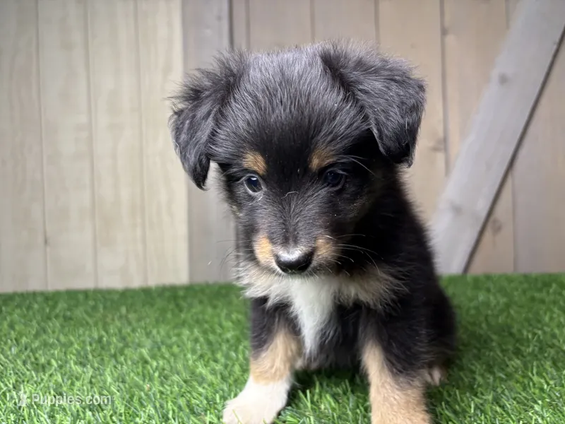 Hank – Miniature Australian Shepherd puppy for sale in Leo, IN