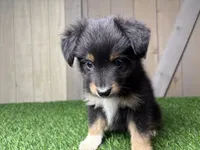 Hank, a male Miniature Australian Shepherd for sale in Leo, IN – 1 of 5