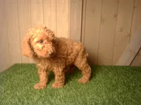 Murphy, a male Goldendoodle for sale in Leo, IN – 2 of 7